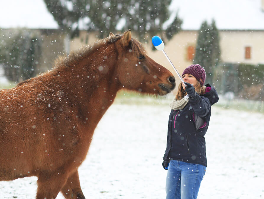 Le clicker training, un boitier