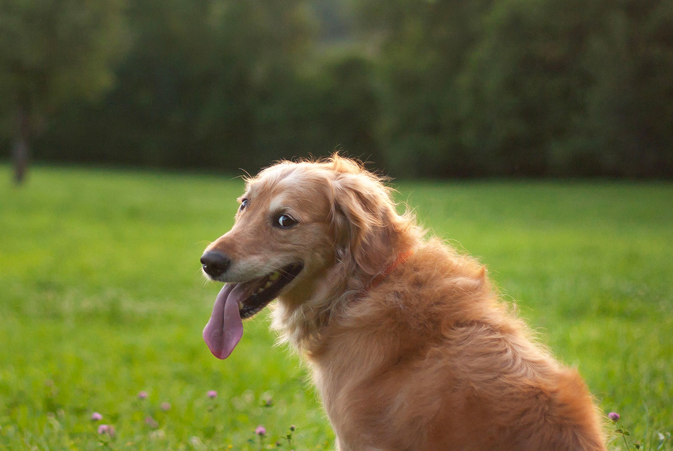 La réactivité canine