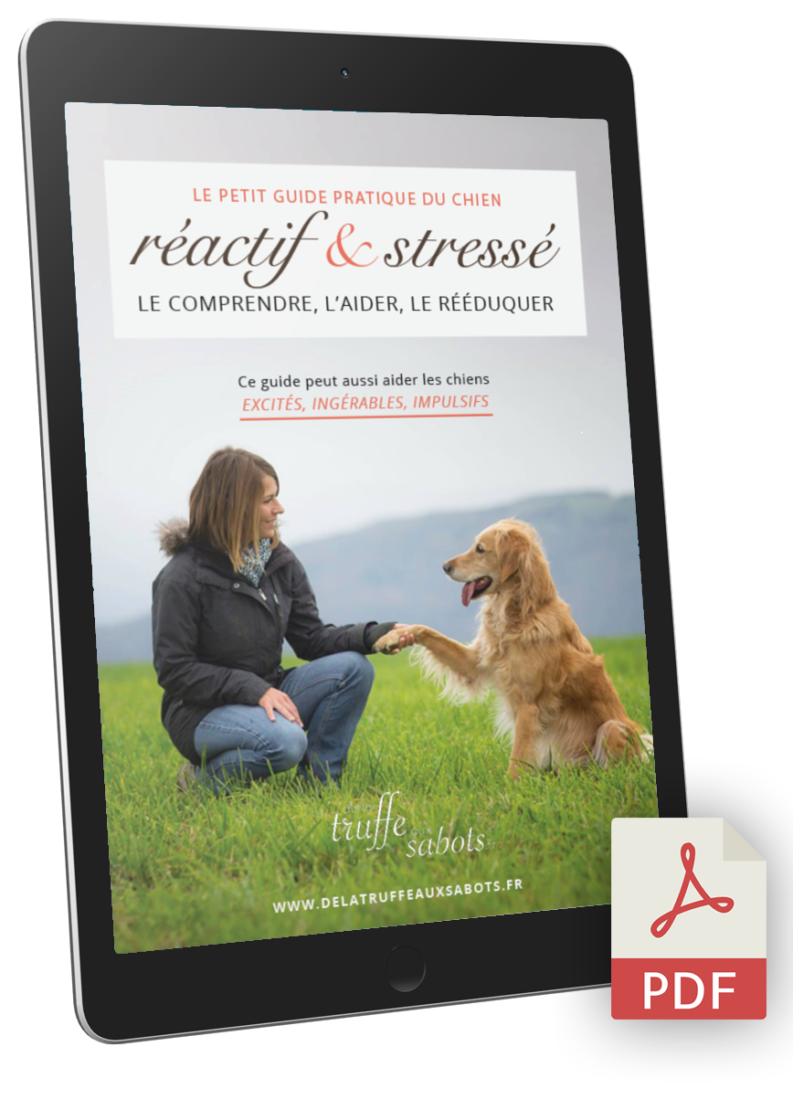 Guide gratuit du chien réactif