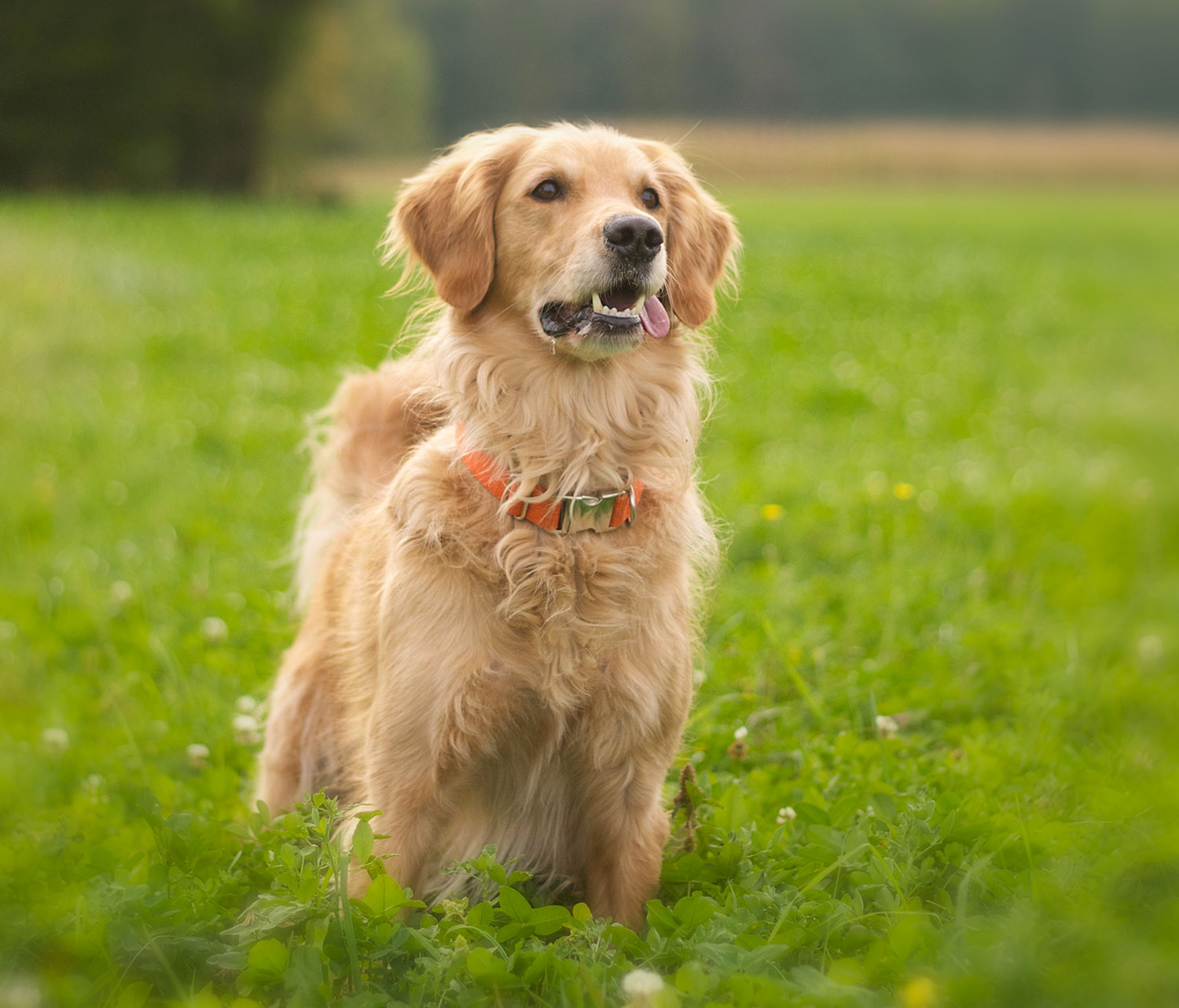 Le chien réactif