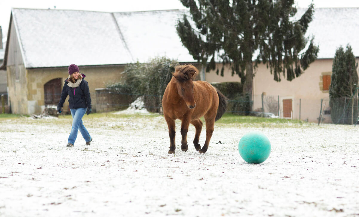 Le clicker training, cheval