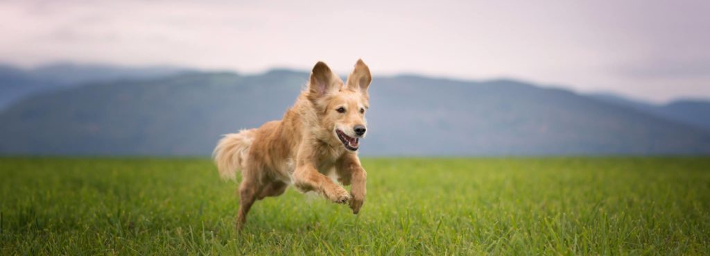 Comment apprendre à son chien à revenir ?