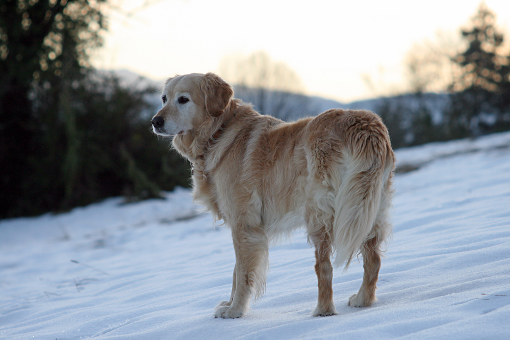 Scintille, une chienne en or