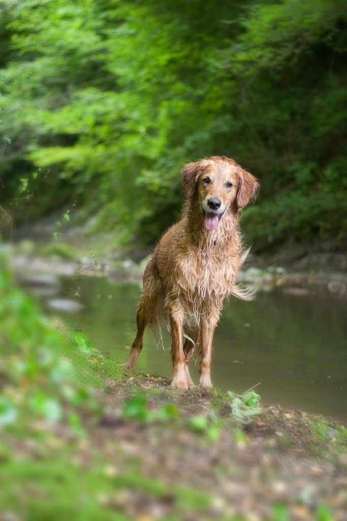 Comment enrichir la vie de son chien ?