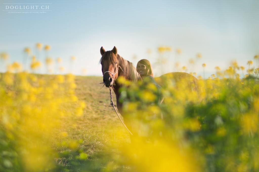 Chevaux à la maison : sondage