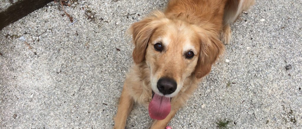 Jeu d’auto-contrôle pour le chien joueur et excité avec la balle !