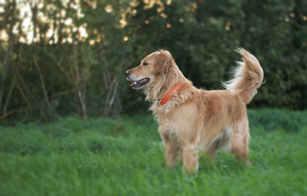 Mon chien adore ce jeu !