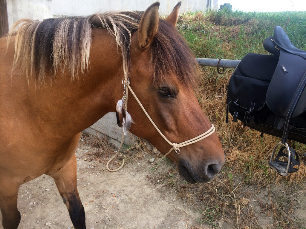 [DIY] Une déco en plume pour le licol ethologique de son cheval