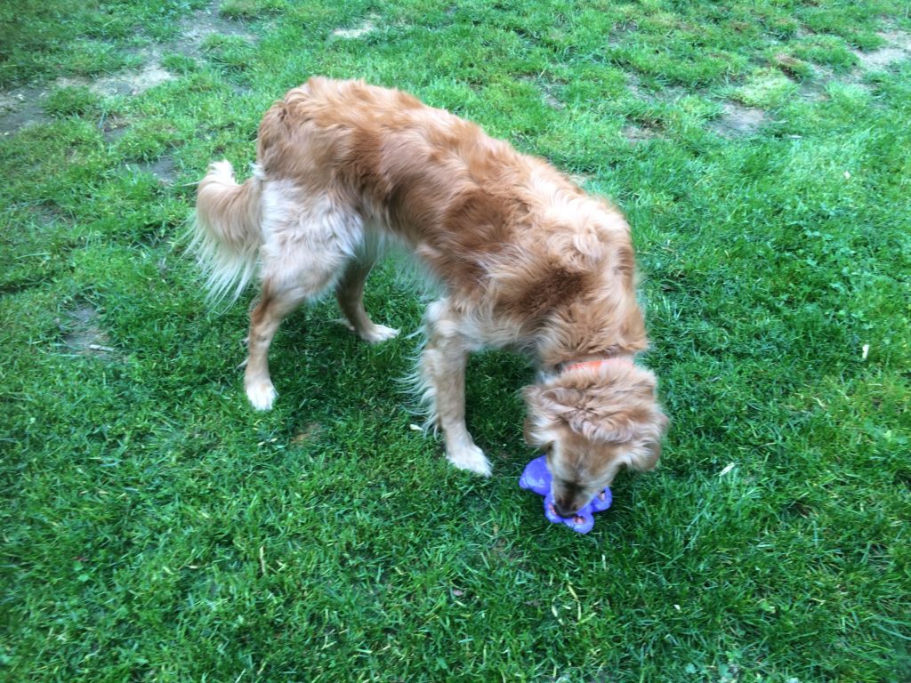 Des jouets d’occupation pour son chien