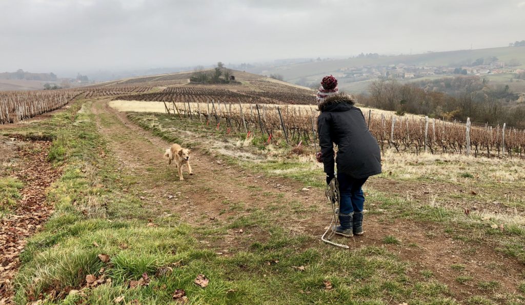 Pourquoi mon chien ne revient pas quand je l’appelle ?