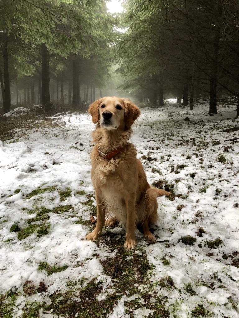 Apaiser et calmer son chien