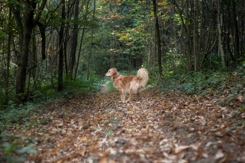 Ces belles citations sur les chiens