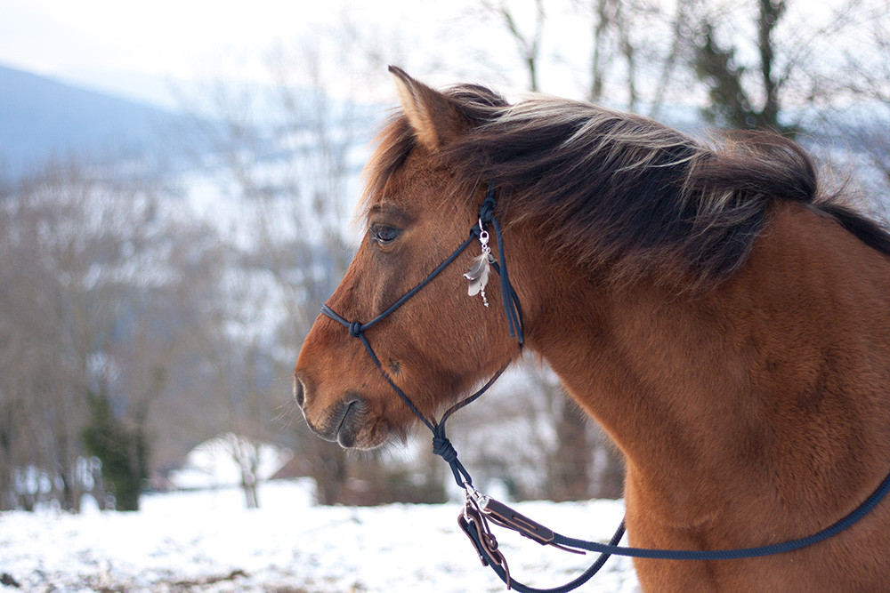 Vlog : un moment avec nous et présentation des granulés de foin doux pour chevaux