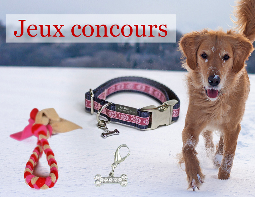 Jeux concours : collier et tug pour chien à gagner