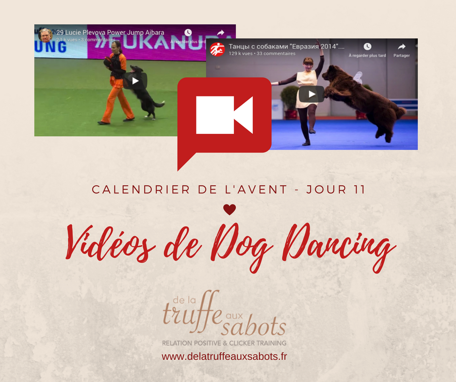 Chorégraphies de Dog Dancing (Obé-Rythmée)