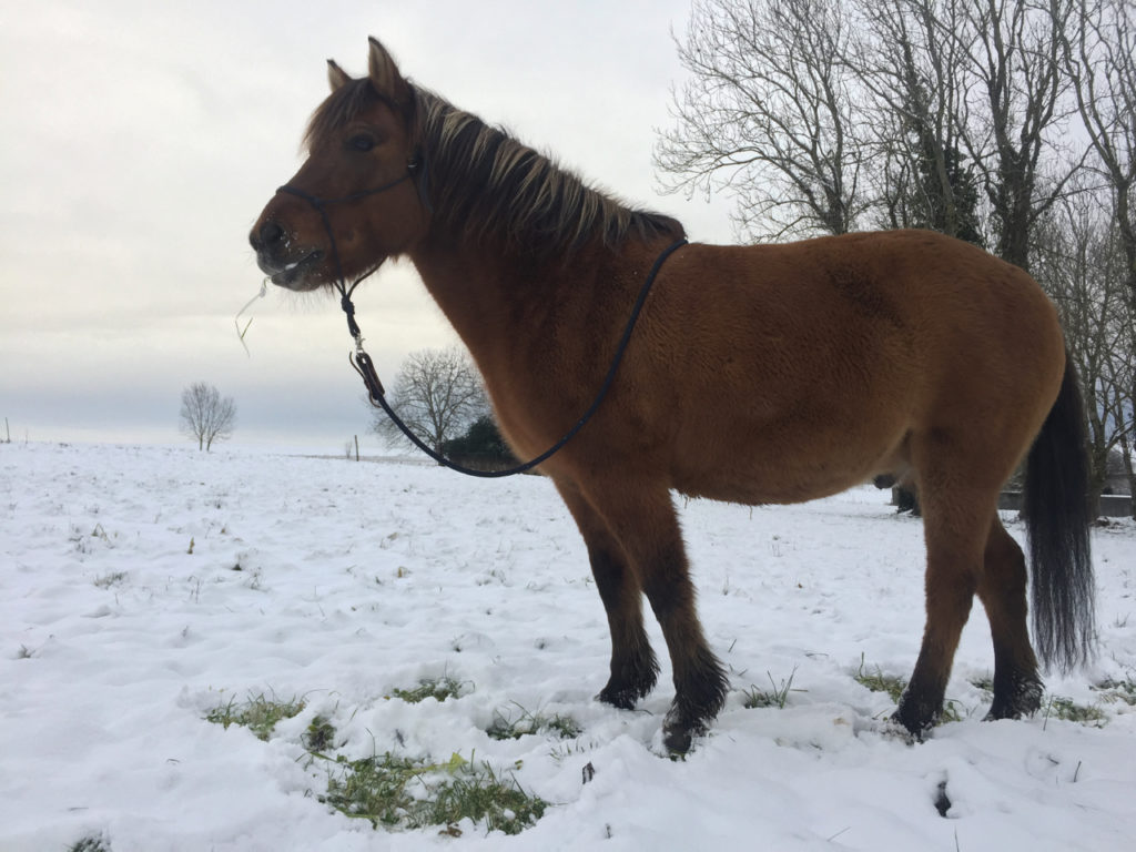 Exercice pour pour muscler son cheval en s’amusant