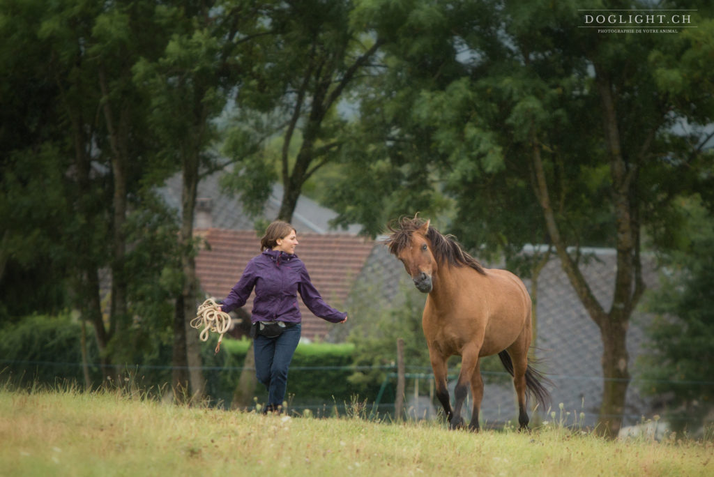 Le clicker training et la frustration chez le cheval