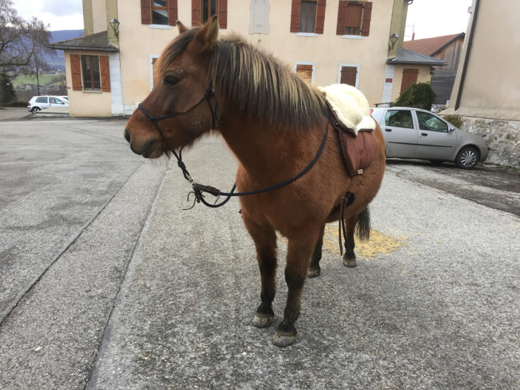 Touch-it au Clicker Training à cheval et en extérieur