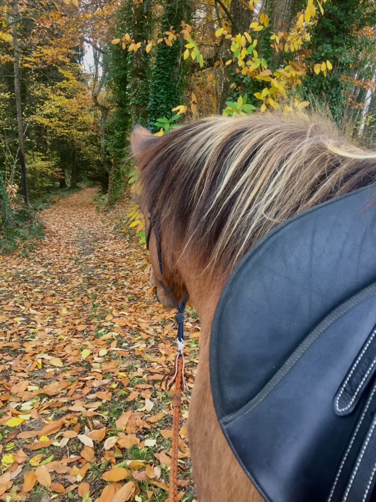 Balade seule avec mon cheval cerveau droit introverti (rbi)