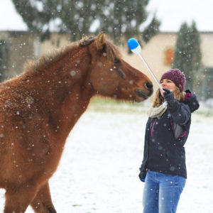 Stage de clicker training avec votre cheval