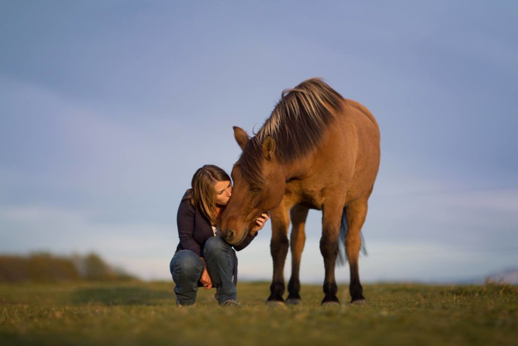 Le clicker training et le relation avec son cheval