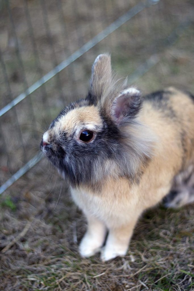 Clicker Training & Relation avec Crumble