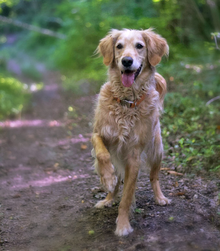 Flicker, un chien réactif : état des lieux avant sa rééducation comportementale