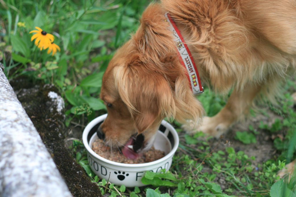 Mon avis sur l’alimentation pour chien Terra Canis