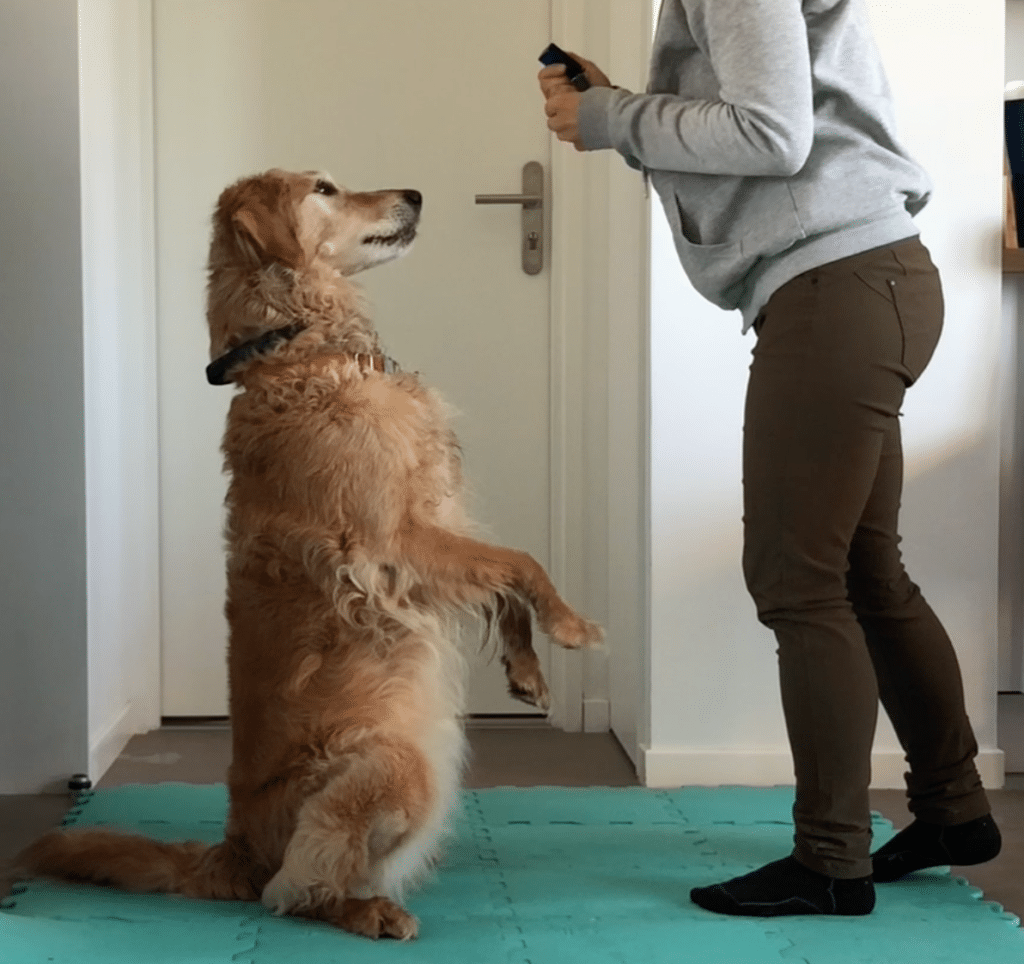 Classe en ligne préparation & entretien physique du chien (proprioception)