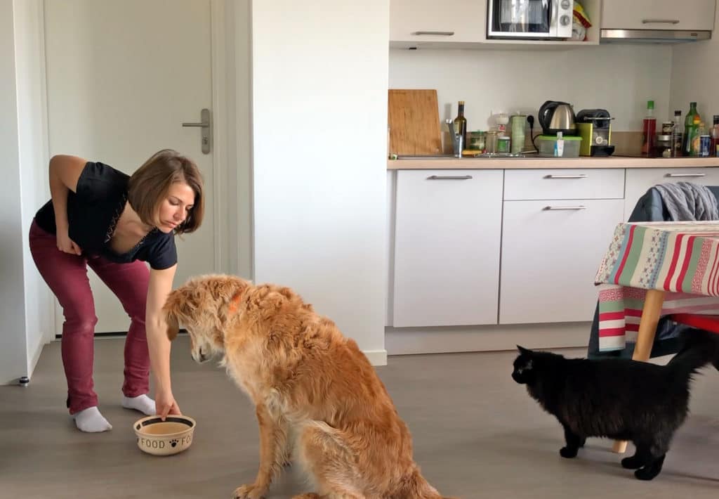 Jeux d’auto-contrôle pour le chien réactif, impulsif, excité