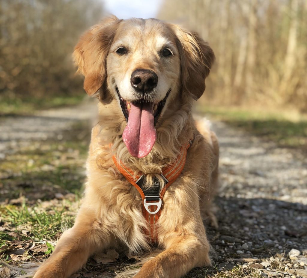 Le matériel du chien réactif