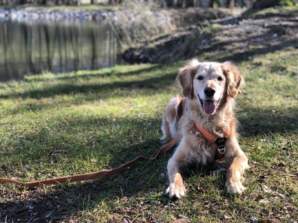 Pourquoi un chien devient ou est réactif ? + Mon premier conseil !