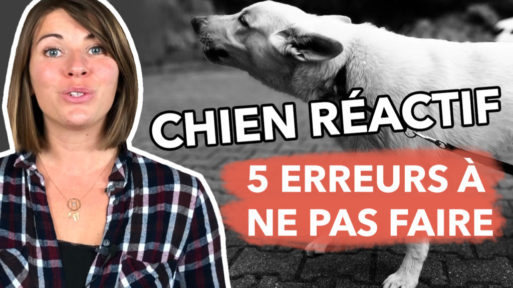 5 erreurs à ne pas faire quand on a un chien réactif