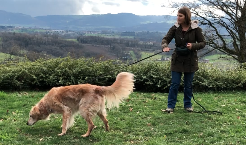 Mon chien réactif tire en laisse