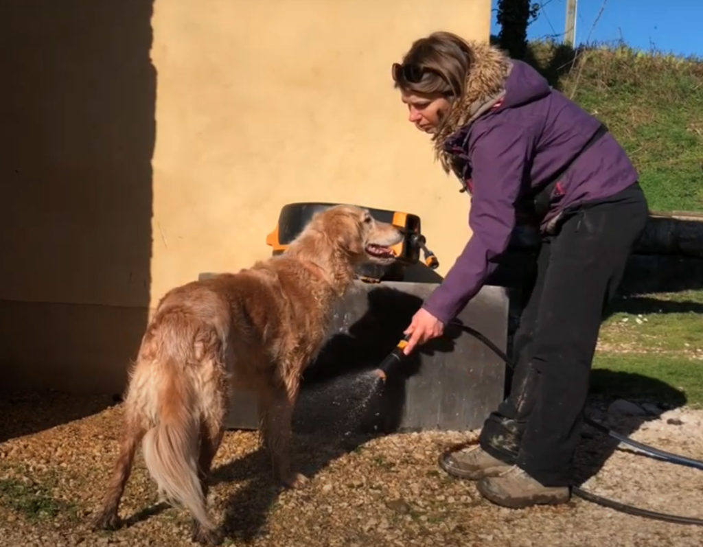 Une après-midi avec mon chien : balade, douche…