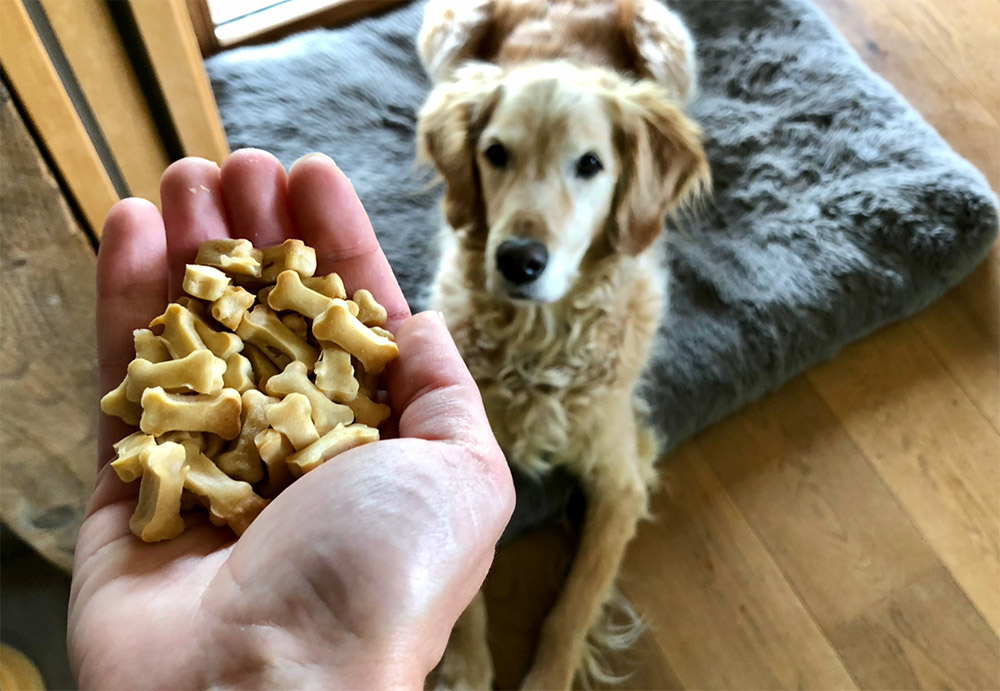 Recette de friandises maison pour chien