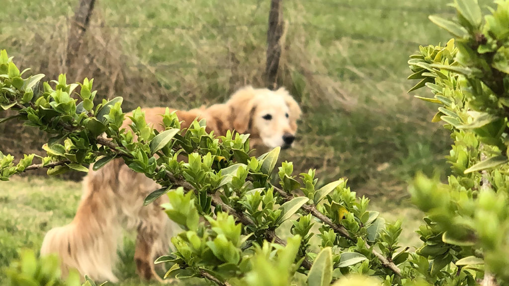 Se cacher lorsque le chien ne revient pas au rappel : bonne ou mauvaise idée ?