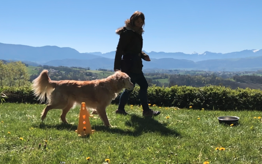 Exercice de proprioception avec son chien (Fitness canin)