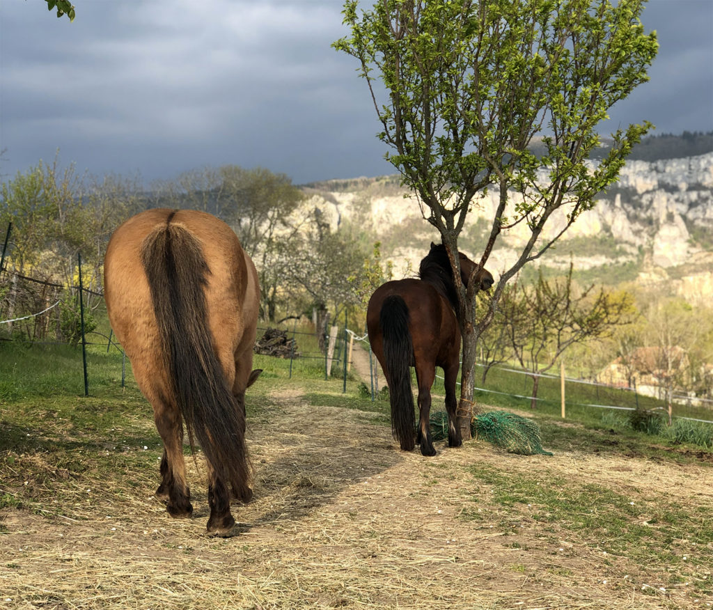 Mon paddock paradise en Savoie (France)