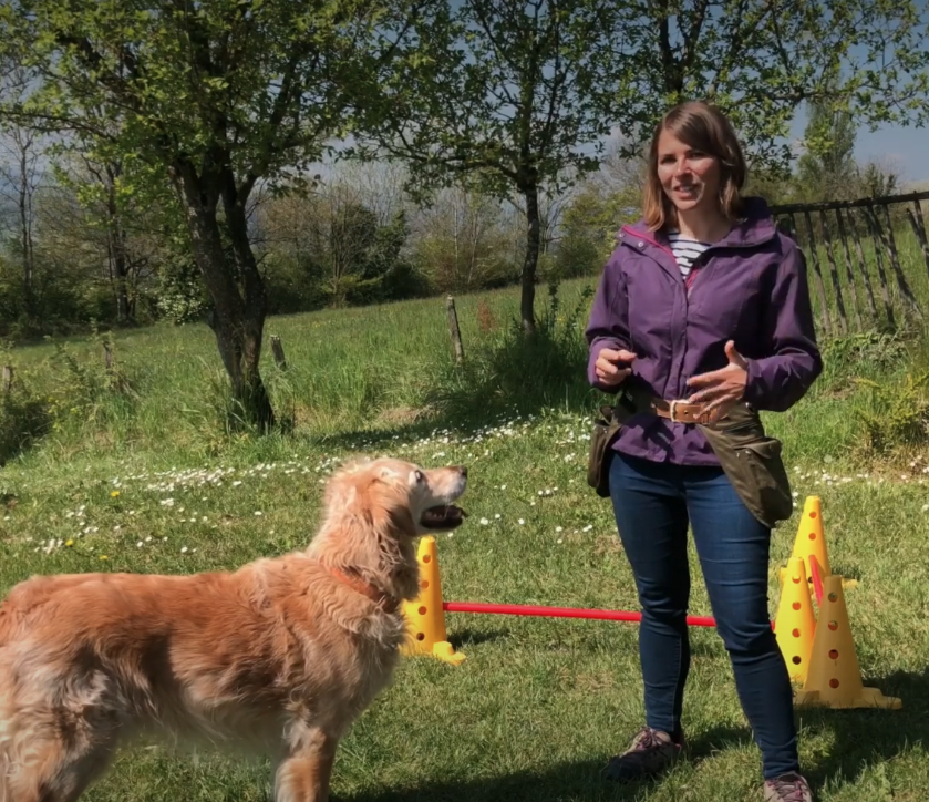 Apprendre les positions à distance à son chien