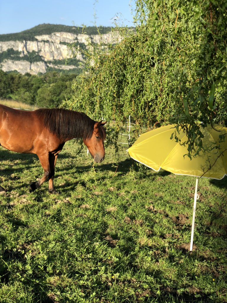 3 idées d’exercices pour le cheval qui a peur !