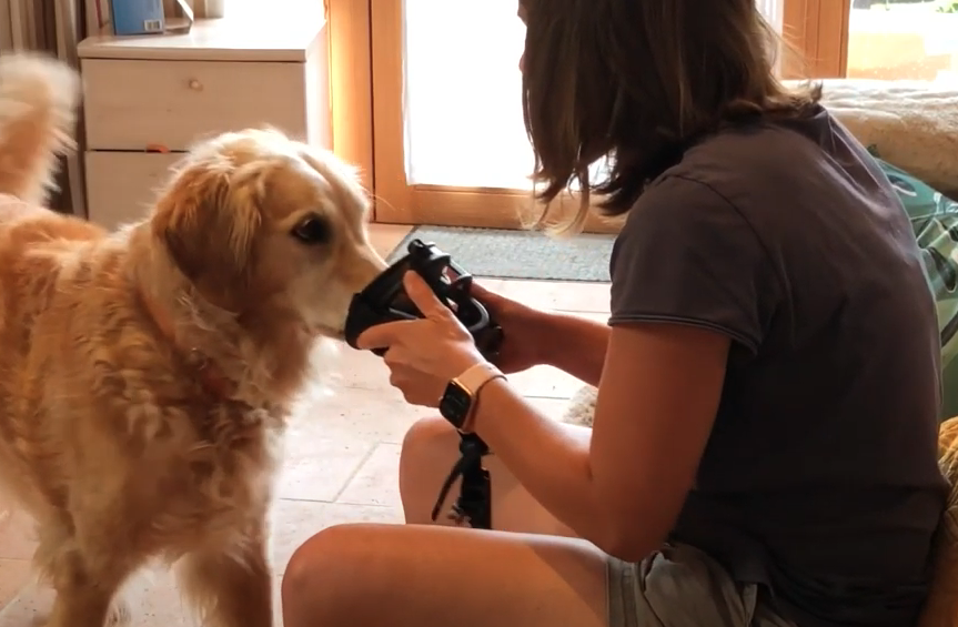 VLOG : Habituer son chien à mettre et avoir la muselière