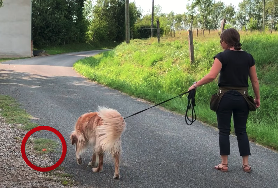 Refus d’appât au sol chez le chien