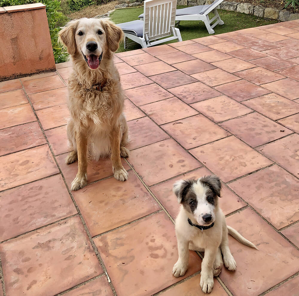 Apprendre le assis au clicker training à son chien