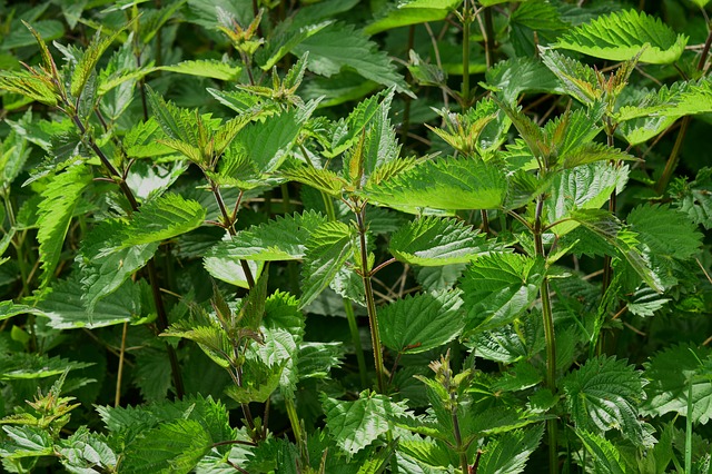 En automne, quelles cures de plantes proposer à son cheval ?