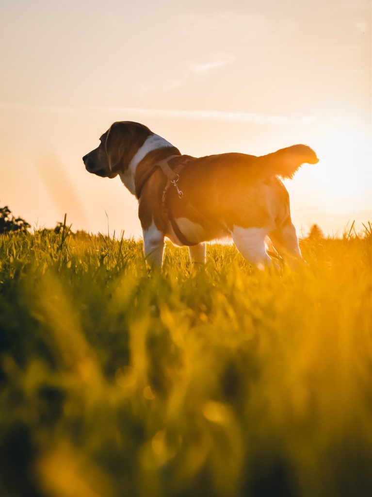 Mon chien a t’il besoin de maigrir ?