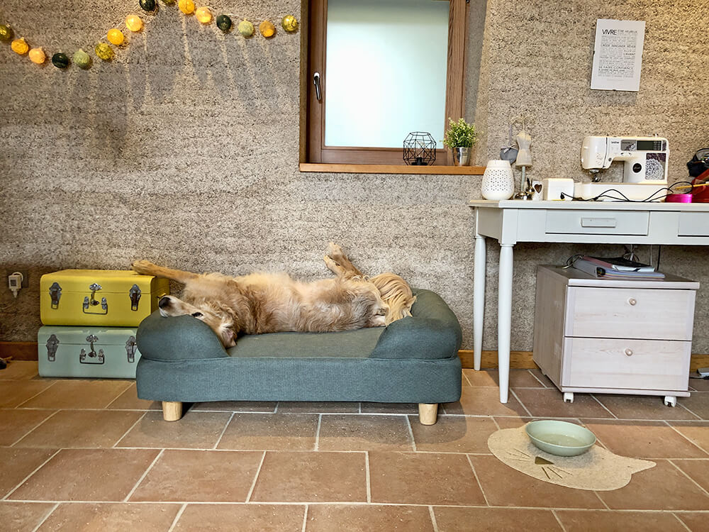 Le sommeil chez le chien