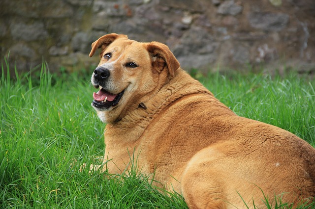 Mon chien est trop gros, que faire ?