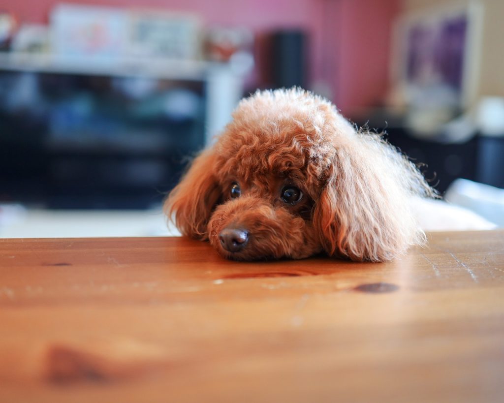 Comment apprendre à son chien à rester seul ?