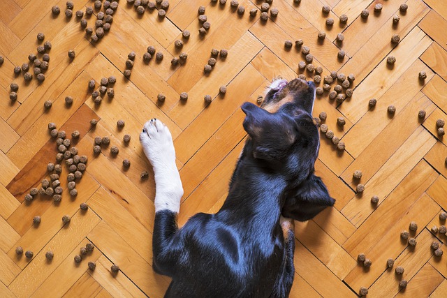 4 idées pour un chien qui mange trop vite !